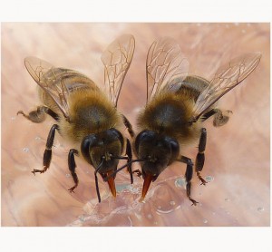 bees feeding Courtesy Ken Perry 2010