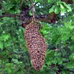 swarm in tree Courtesy Chris Beale June 2010